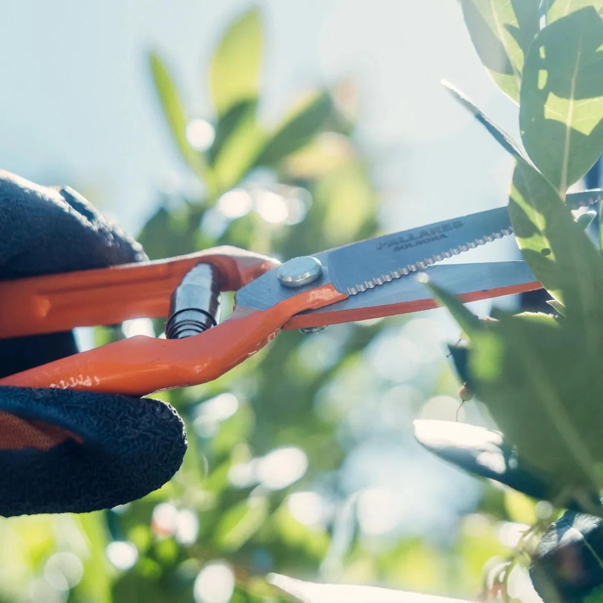 Otto's Corner Store - Pallarès Pruning Shears | Vintage Scissors Curve | Carbon Steel