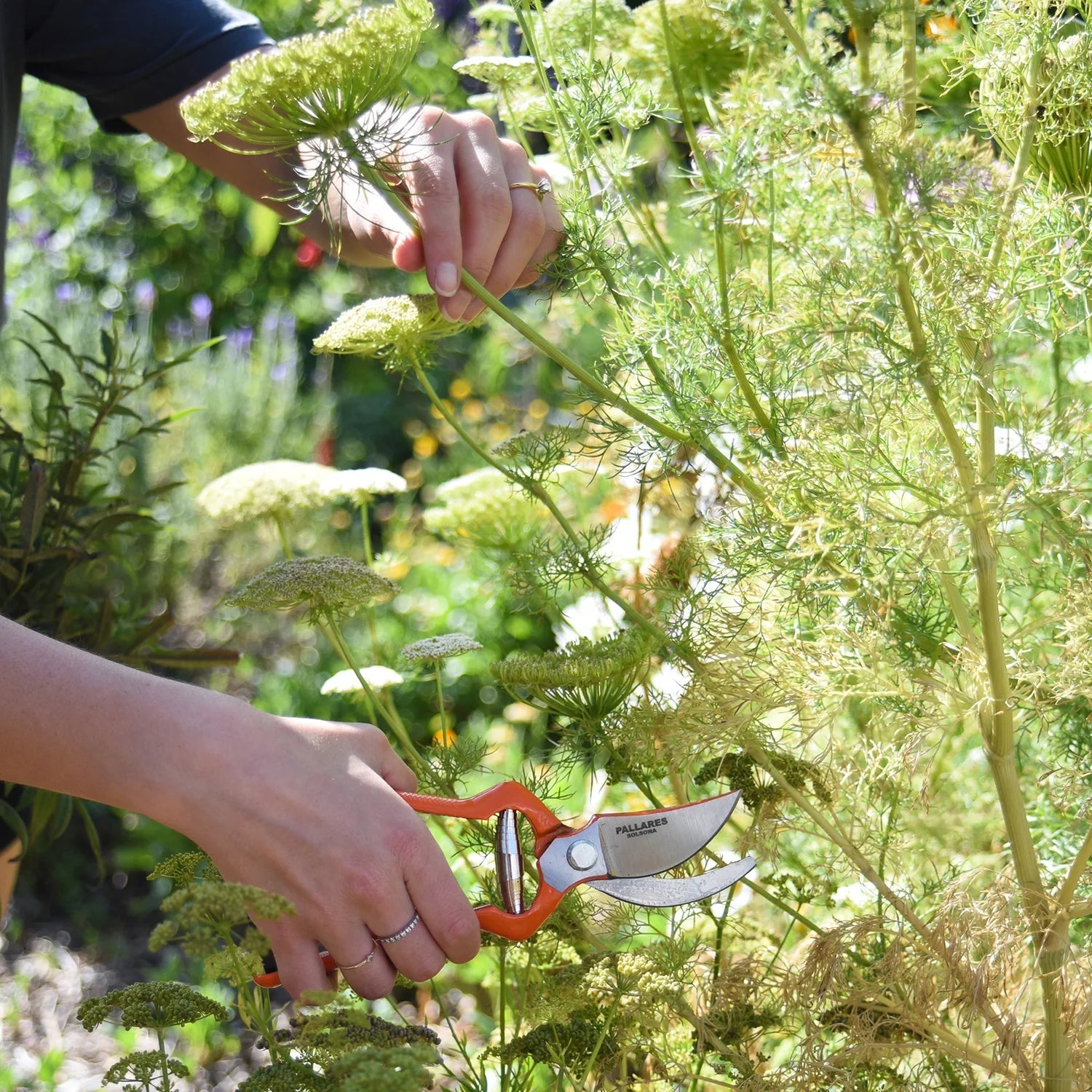 Otto's Corner Store - Pallarès Pruning Shears | Vintage Scissors Curve | Carbon Steel