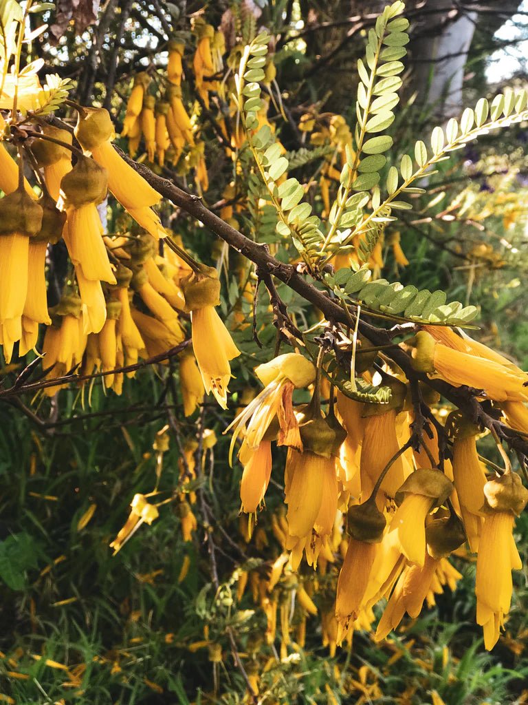 Otto's Corner Store - RESTORE Conditioner - Kōwhai & Lemon Verbena