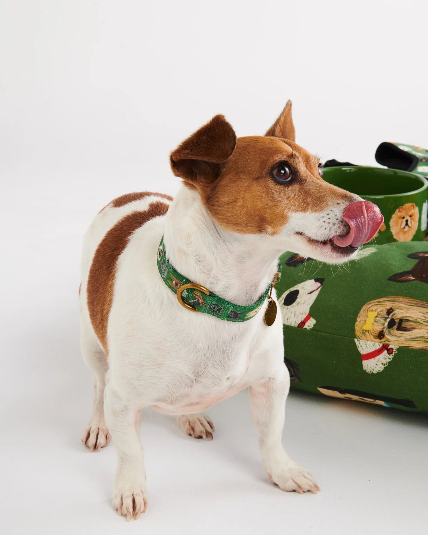 Otto's Corner Store - Dog Collar - Dog Park